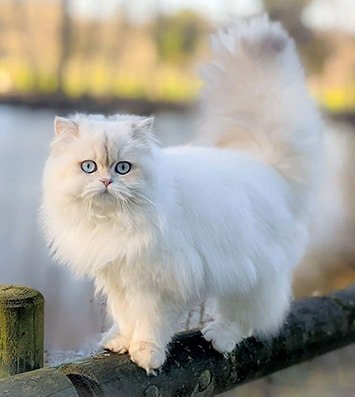 Rose, British Longhair