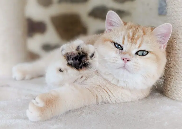 Pandora shows us its paw