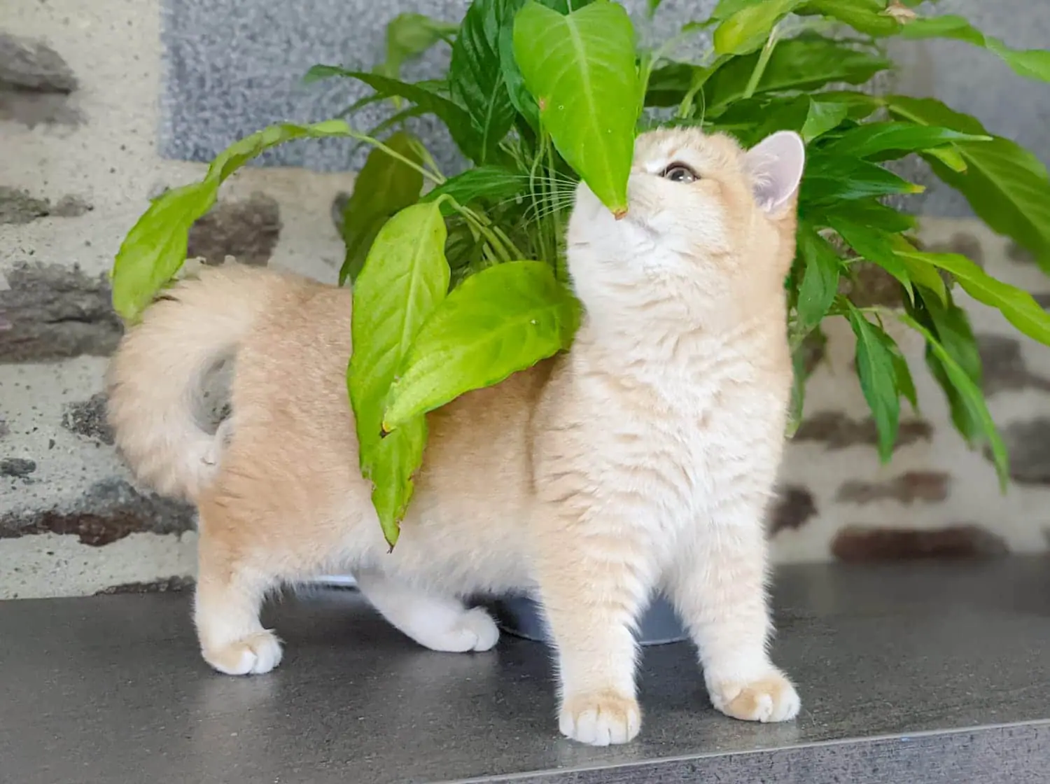 Pandora smells like a plant