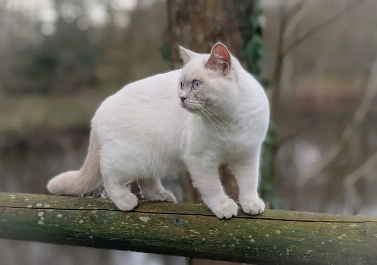 Pearl on the pond fence