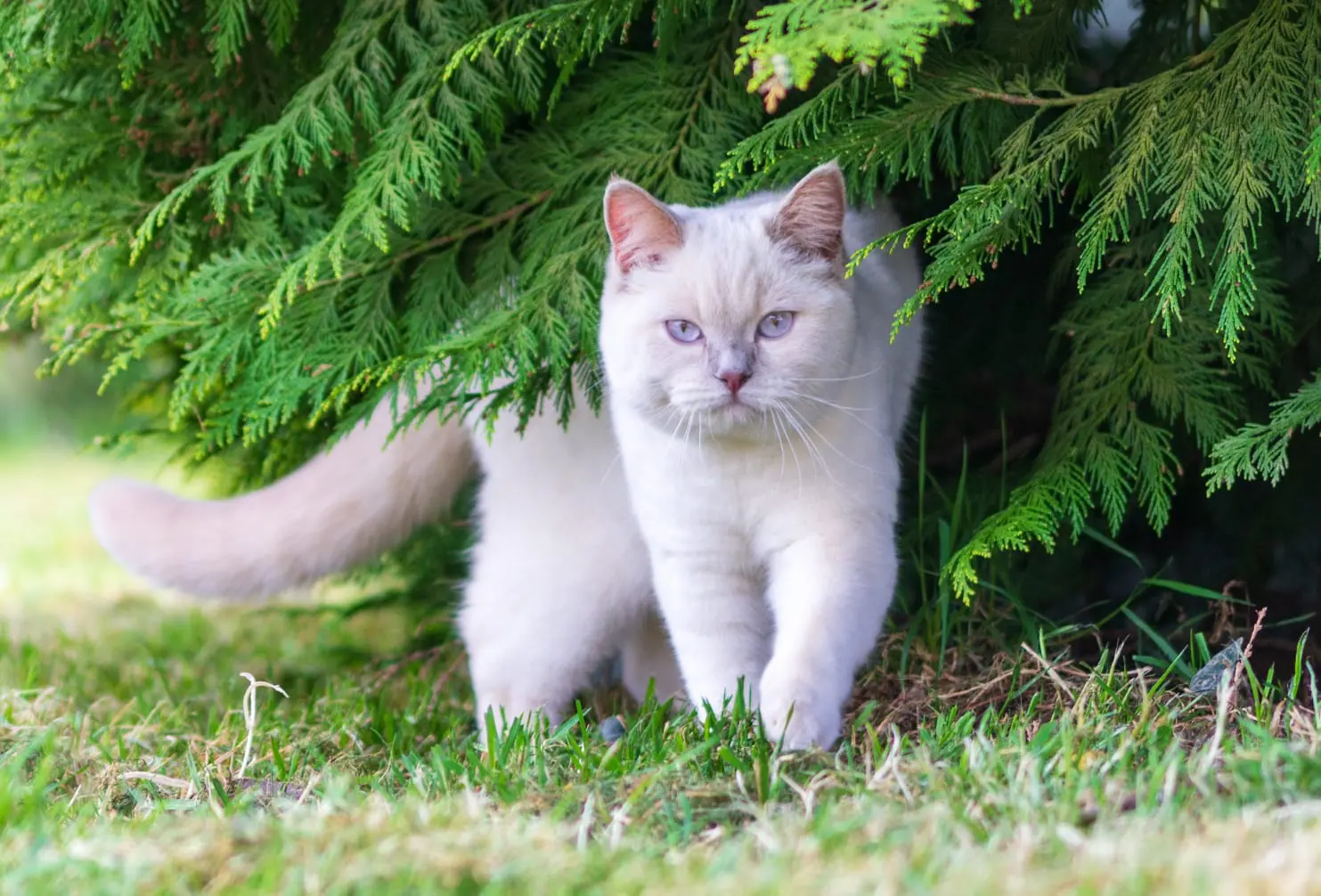 Pearl at the foot of its tree