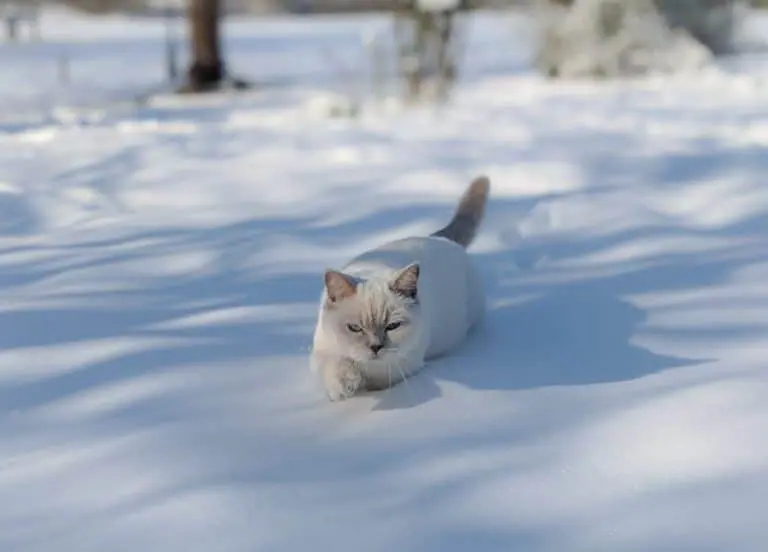Pearl in the snow - winter 2021