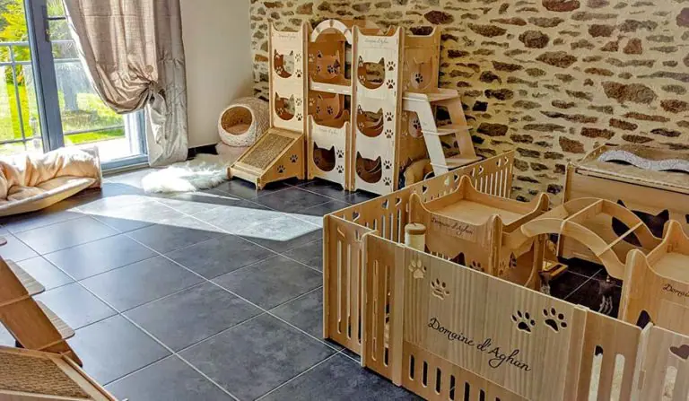 Pièce des chatons