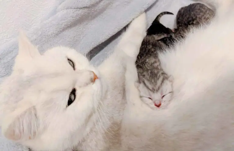Nala et Rivage, British shorthair