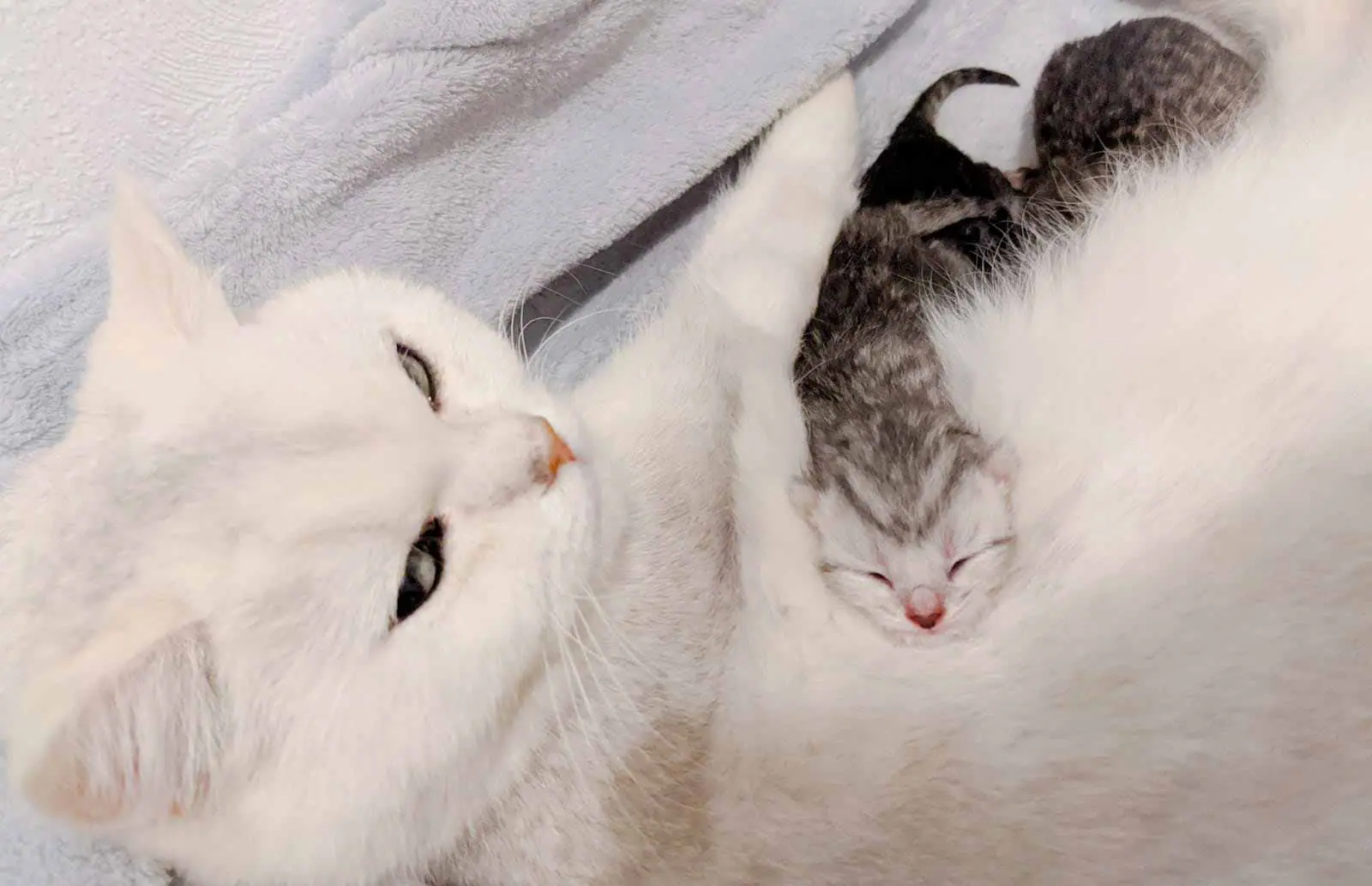 Nala et Rivage, British shorthair