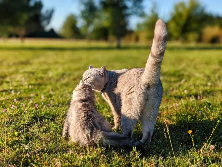 R'mione et Moka à l'extérieur devant l'étang - British shorthair et longhair
