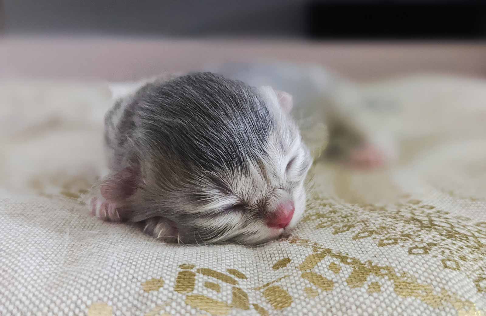 A kitten from Romy and Robin