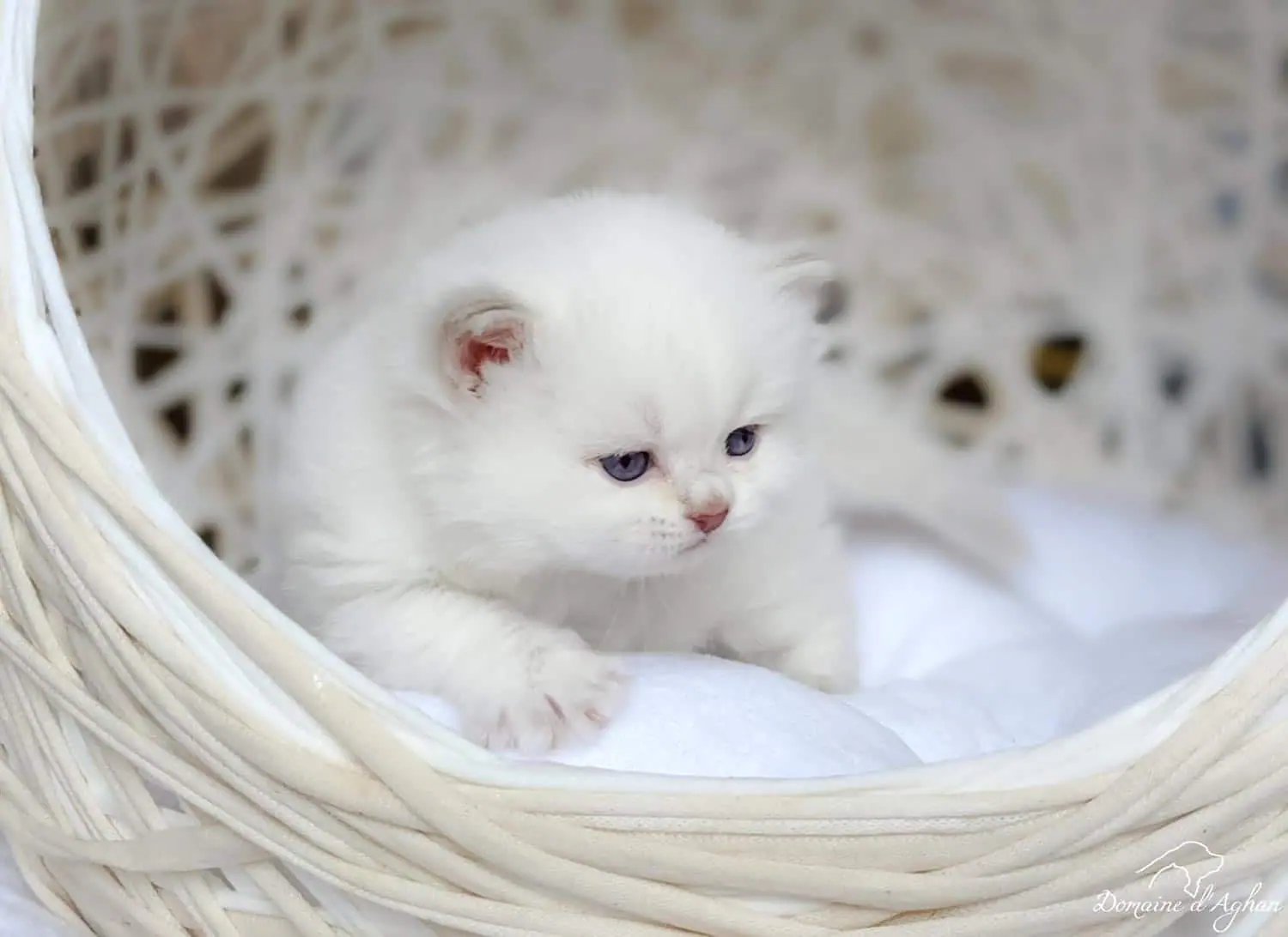 Snow, the baby of Pearl and Robin