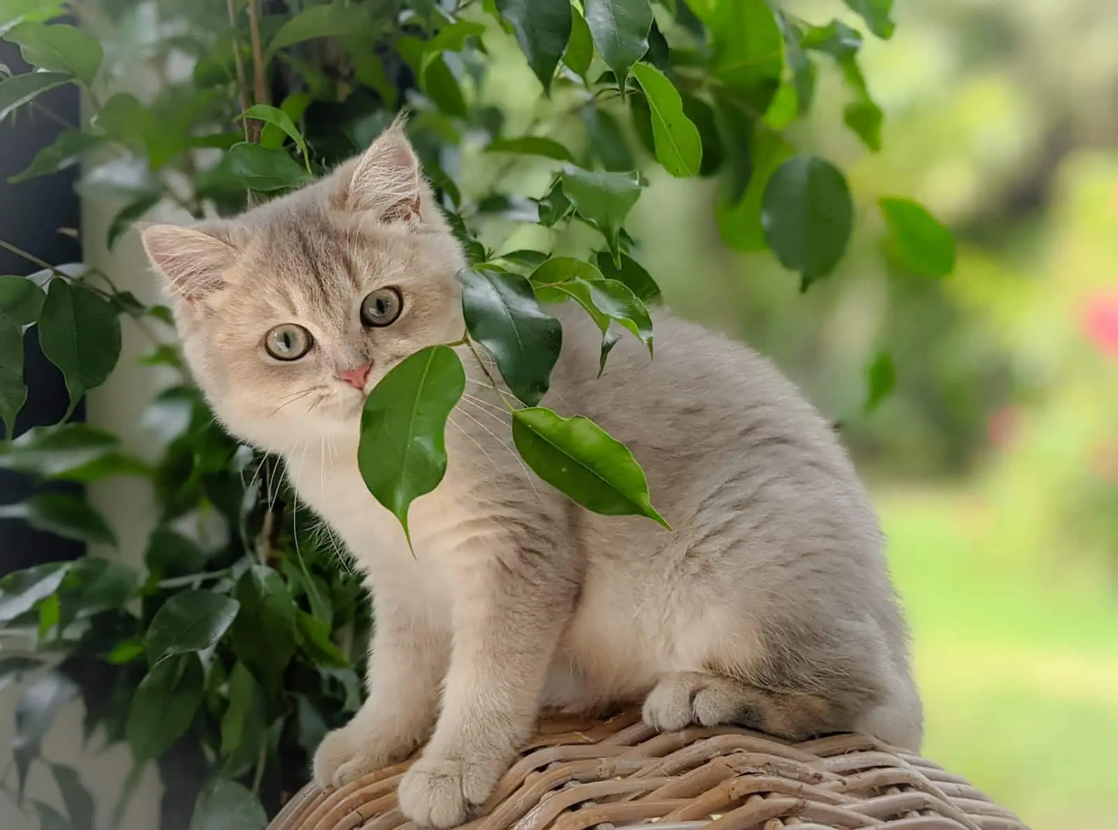 Sya sur une bulle d'Eden