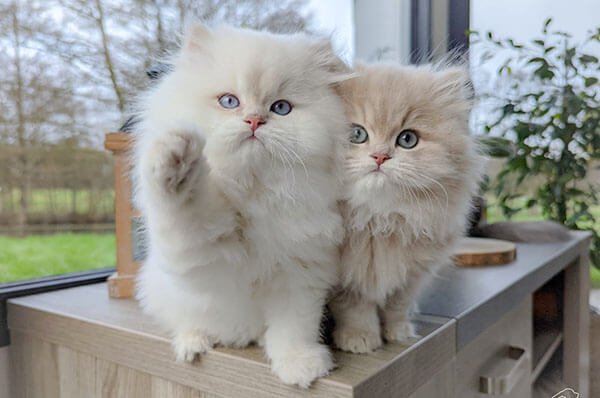 two british longhair kittens